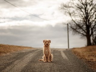 Обои небо, дорога, облака, собака, ожидание, the sky, road, clouds, dog, waiting разрешение 2560x1707 Загрузить