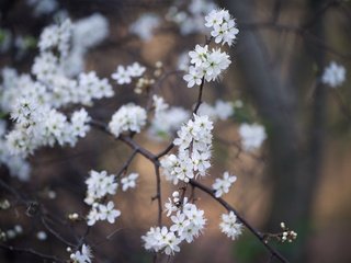 Обои цветы, цветение, ветки, весна, белые, flowers, flowering, branches, spring, white разрешение 2048x1367 Загрузить