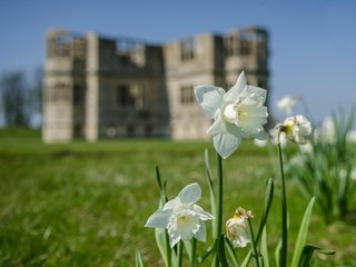 Обои цветы, здание, белые, нарциссы, flowers, the building, white, daffodils разрешение 3674x2780 Загрузить