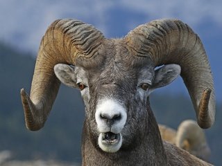 Обои морда, взгляд, рога, баран, архар, горный баран, face, look, horns, ram, argali разрешение 2048x1373 Загрузить