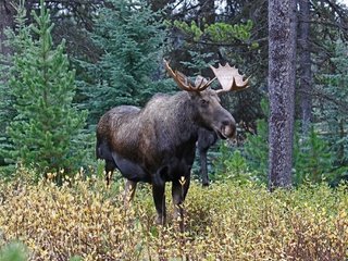 Обои деревья, природа, лес, рога, лось, trees, nature, forest, horns, moose разрешение 2048x1365 Загрузить