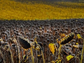 Обои природа, поле, подсолнухи, семечки, nature, field, sunflowers, seeds разрешение 2560x1590 Загрузить