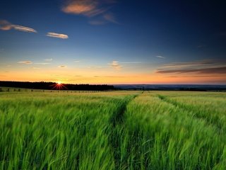 Обои трава, солнце, природа, зелень, закат, пейзаж, поле, закат. солнце, grass, the sun, nature, greens, sunset, landscape, field, sunset. the sun разрешение 1920x1200 Загрузить