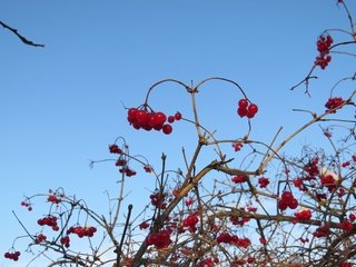 Обои небо, ветки, ягоды, куст, калина, the sky, branches, berries, bush, kalina разрешение 4000x3000 Загрузить