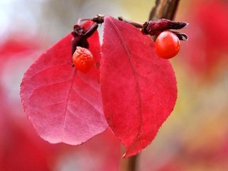 Обои природа, листья, макро, осень, размытость, ягоды, плод, nature, leaves, macro, autumn, blur, berries, the fruit разрешение 2048x1360 Загрузить