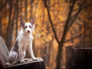 Обои морда, лапы, взгляд, собака, друг, лавка, бордер-колли, face, paws, look, dog, each, shop, the border collie разрешение 2000x1335 Загрузить