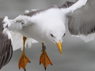 Обои природа, полет, лапы, крылья, чайка, птица, nature, flight, paws, wings, seagull, bird разрешение 2048x1106 Загрузить