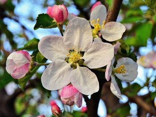 Обои цветение, листья, макро, цветок, лепестки, бутон, весна, яблоня, flowering, leaves, macro, flower, petals, bud, spring, apple разрешение 4608x3072 Загрузить