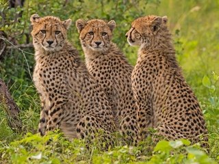 Обои хищник, гепард, дикая кошка, гепарды, predator, cheetah, wild cat, cheetahs разрешение 4256x2832 Загрузить