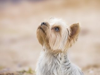 Обои фон, собака, песик, мордашка, йоркширский терьер, background, dog, doggie, face, yorkshire terrier разрешение 3916x3132 Загрузить