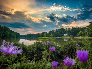 Обои небо, цветы, облака, деревья, вода, река, the sky, flowers, clouds, trees, water, river разрешение 2048x1314 Загрузить