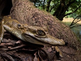 Обои природа, фон, крокодил, nature, background, crocodile разрешение 2560x1505 Загрузить