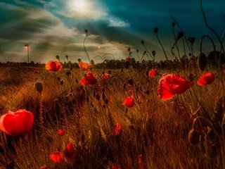 Обои небо, цветы, облака, вечер, поле, маки, the sky, flowers, clouds, the evening, field, maki разрешение 2048x1363 Загрузить