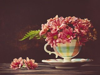 Обои цветы, блюдце, чашка, хризантемы, flowers, saucer, cup, chrysanthemum разрешение 2048x1367 Загрузить