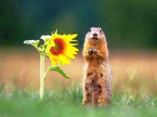 Обои трава, цветок, подсолнух, животное, стоит, суслик, grass, flower, sunflower, animal, is, gopher разрешение 1920x1331 Загрузить