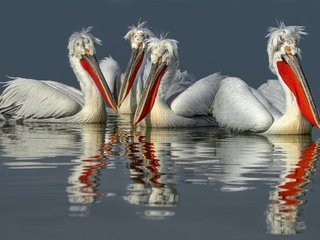 Обои вода, отражение, птицы, клюв, перья, пеликан, пеликаны, water, reflection, birds, beak, feathers, pelican, pelicans разрешение 2499x1575 Загрузить