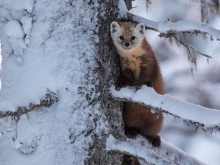 Обои снег, дерево, ветки, зверек, куница, snow, tree, branches, animal, marten разрешение 3600x2400 Загрузить