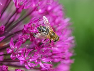 Обои макро, насекомое, цветок, муха, декоративный лук, аллиум, jazzmatica, macro, insect, flower, fly, decorative bow, allium разрешение 4896x2760 Загрузить