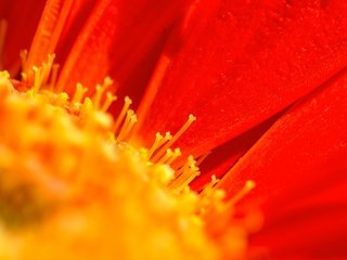 Обои макро, цветок, лепестки, тычинки, гербера, macro, flower, petals, stamens, gerbera разрешение 2048x1322 Загрузить