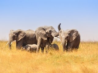 Обои африка, слоны, саванна, слонята, africa, elephants, savannah разрешение 2048x1313 Загрузить