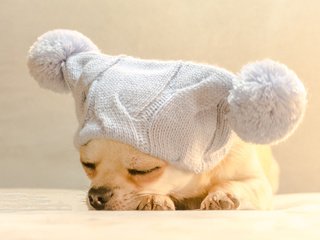 Обои собака, спит, шапка, чихуахуа, bianca badosa, dog, sleeping, hat, chihuahua разрешение 3025x2121 Загрузить