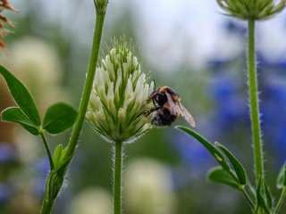 Обои цветы, клевер, насекомое, пчела, jazzmatica, flowers, clover, insect, bee разрешение 4896x2760 Загрузить