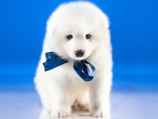 Обои собака, щенок, бантик, самоед, самоедская лайка, dog, puppy, bow, samoyed, samoyed husky разрешение 2880x1800 Загрузить