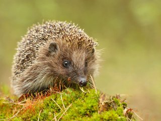 Обои глаза, мордочка, взгляд, мох, ежик, еж, eyes, muzzle, look, moss, hedgehog разрешение 3840x2400 Загрузить