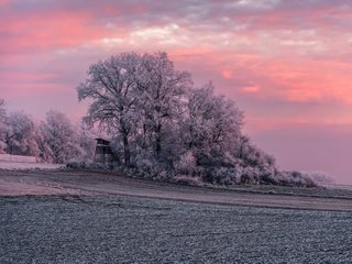 Обои деревья, природа, закат, зима, поле, иней, trees, nature, sunset, winter, field, frost разрешение 1920x1200 Загрузить