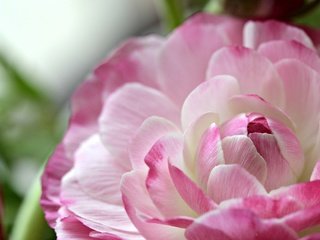 Обои макро, цветок, лепестки, ранункулюс, лютик, macro, flower, petals, ranunculus, buttercup разрешение 2917x1876 Загрузить