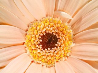 Обои цветок, лепестки, кремовый, гербера, маргаритка, flower, petals, cream, gerbera, daisy разрешение 2880x1920 Загрузить