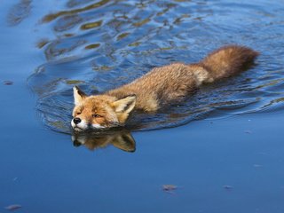 Обои вода, лиса, лисица, angela louwe, water, fox разрешение 1920x1200 Загрузить