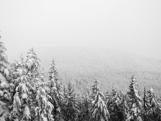 Обои деревья, ели, снег, природа, лес, зима, туман, мороз, чёрно-белое, trees, ate, snow, nature, forest, winter, fog, frost, black and white разрешение 2560x1830 Загрузить