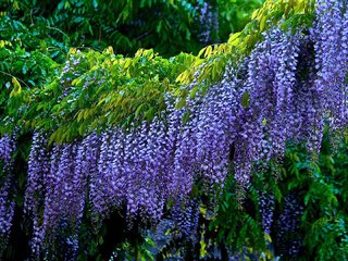 Обои цветы, листья, соцветия, глициния, вистерия, flowers, leaves, inflorescence, wisteria разрешение 1920x1080 Загрузить