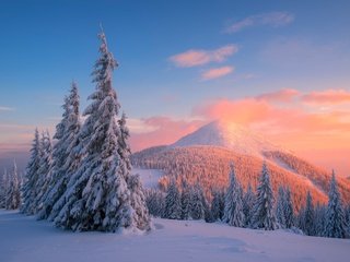 Обои деревья, горы, снег, закат, зима, сосны, карпаты, trees, mountains, snow, sunset, winter, pine, carpathians разрешение 4000x2670 Загрузить