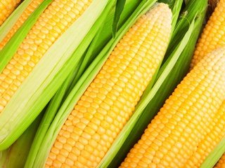 Обои спелая, кукуруза, злак, крупным планом, початок, овощ, ripe, corn, cereal, closeup, the cob разрешение 1920x1280 Загрузить