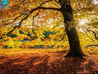 Обои дерево, осень, солнечные лучи, осенние листья, осенний лес, tree, autumn, the sun's rays, autumn leaves, autumn forest разрешение 2048x1360 Загрузить