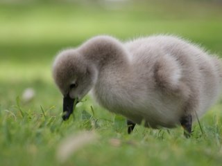 Обои трава, птенец, птица, лебедь, детеныш, grass, chick, bird, swan, cub разрешение 3872x2176 Загрузить