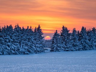 Обои снег, природа, лес, закат, зима, snow, nature, forest, sunset, winter разрешение 1920x1200 Загрузить