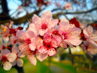 Обои цветы, ветка, природа, цветение, весна, flowers, branch, nature, flowering, spring разрешение 5418x4063 Загрузить