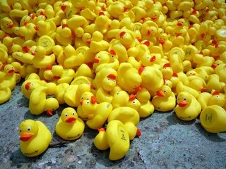 Обои игрушки, утята, утки, утка, резиновый утенок, резиновые утята, toys, ducklings, duck, rubber duck, rubber ducks разрешение 2048x1365 Загрузить