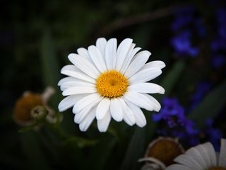 Обои лепестки, ромашки,  цветы, petals, chamomile, flowers разрешение 5616x3744 Загрузить