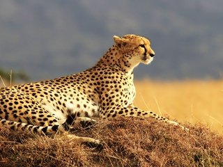 Обои хищник, большая кошка, отдыхает, гепард, predator, big cat, resting, cheetah разрешение 3840x2160 Загрузить