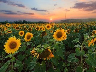 Обои природа, закат, поле, подсолнухи,  цветы, nature, sunset, field, sunflowers, flowers разрешение 2560x1628 Загрузить