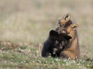 Обои черный, малыши, рыжий, двое, дуэт, играют, детеныши, лисята, лисы, fox, black, kids, red, two, duo, play, cubs разрешение 1920x1200 Загрузить