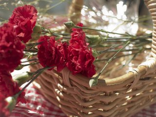 Обои цветы, лепестки, красные, корзина, гвоздики, carnations, flowers, petals, red, basket, clove разрешение 2048x1362 Загрузить