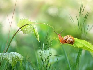 Обои трава, природа, зелень, растения, листья, стебель, улитка, боке, grass, nature, greens, plants, leaves, stem, snail, bokeh разрешение 2048x1179 Загрузить