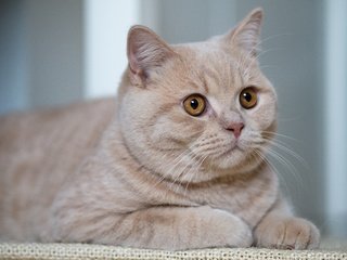 Обои портрет, кот, взгляд, красавец, британская кошка, portrait, cat, look, handsome, british cat разрешение 4608x3456 Загрузить