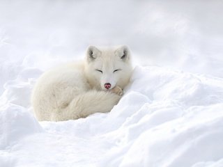 Обои снег, зима, песец, полярная лисица, snow, winter, fox, polar fox разрешение 1920x1080 Загрузить