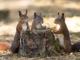 Обои листья, осень, хвост, пенек, белки, грызун, белочки, leaves, autumn, tail, stump, proteins, rodent, squirrels разрешение 2235x1257 Загрузить